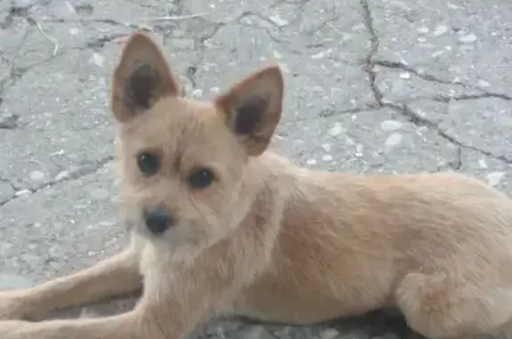 Пропала собака, Солнечная 29, Балаклава