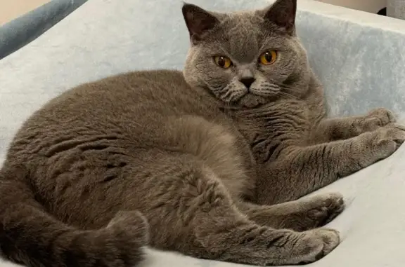 Пропала кошка, Центральная 37А, Кабаново