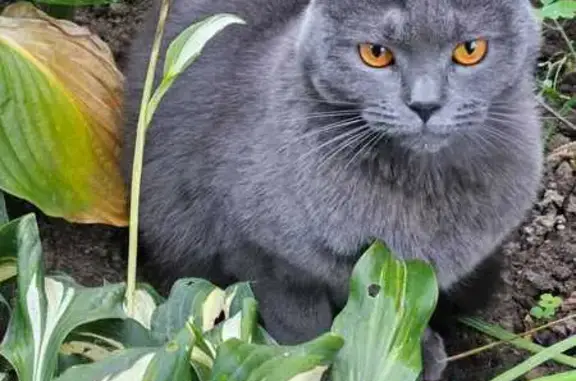 Поиск домашних животных, фото: Найдена кошка, ул. Гоголя, Томилино