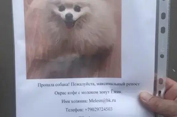 Пропала собака, ул. Вавилова, 96А, Крск