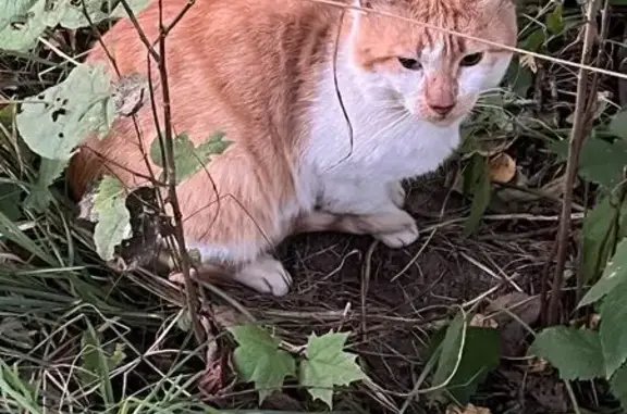 Кот найден у м. Удельная, Фермское шоссе, 30