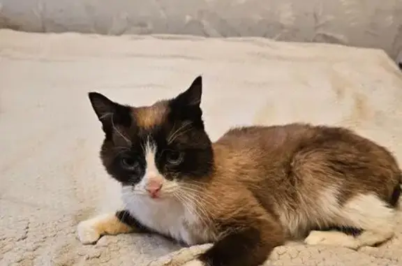 Найдена кошка, Кемерово, фото: Найдена кошка на Пионерском, Кемерово