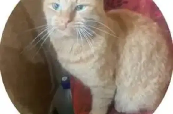 Пропала кошка, ул. 3 Квартал, 6, Богданович