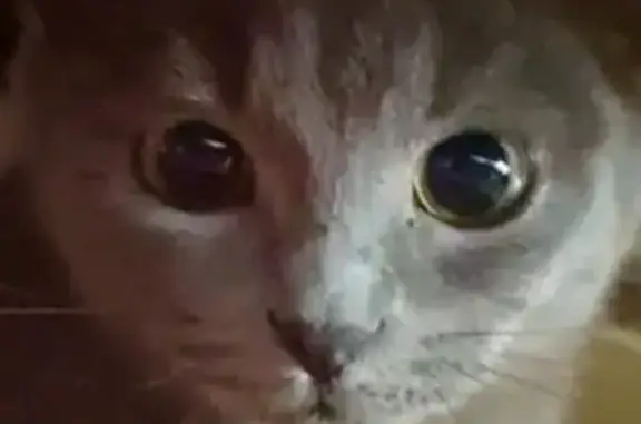 Кошки потеряшки, Новокузнецк, фото: Потеряшка кошка, ул. Братьев Гаденовых, 12