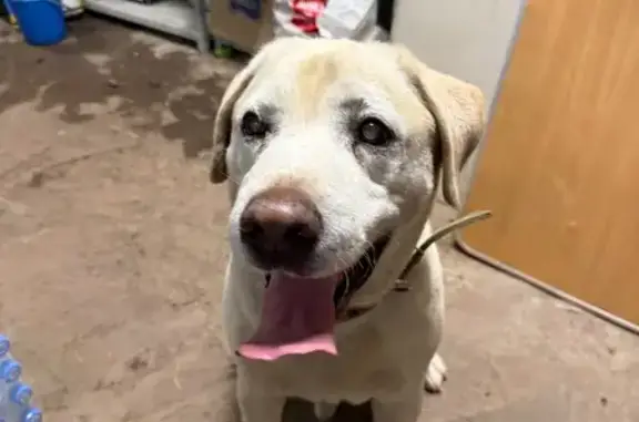 Найдена собака, Железнодорожное, фото: Лабрадор найден у Нового Китойского Моста