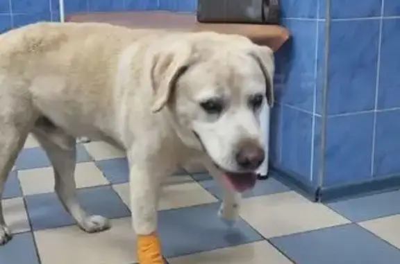 Найдена собака, Ангарский городской округ, фото: Лабрадор найден у Китойского моста, Ангарск