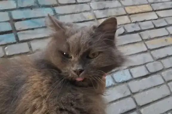 Найдена кошка, Выборг, фото: Найдена кошка, пр. Ленина, 38, Выборг