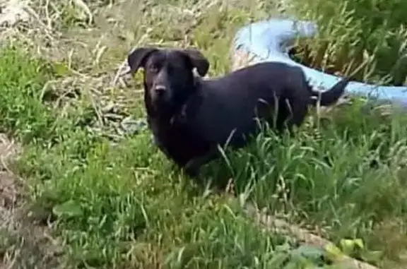 Пропала собака, Серадзская ул., Саранск