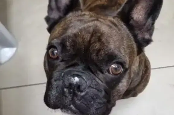 Собаки потеряшки, Владимирская область, фото: Потеряшка собака Мася, Владимир, обл.