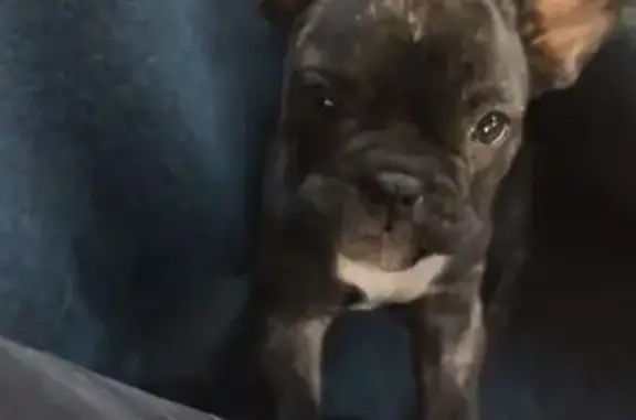 Пропала собака, ул. Розы Люксембург, 33А