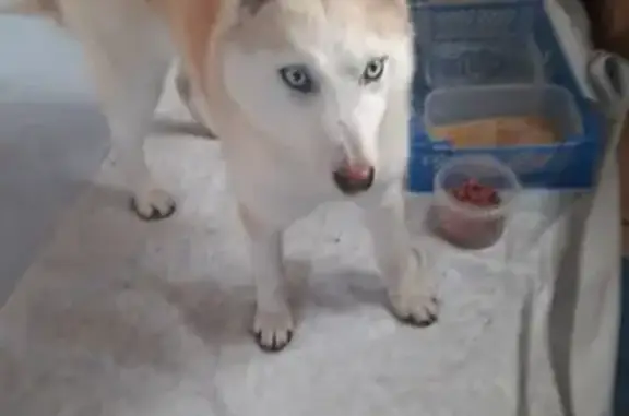 Объявления о пропавших и найденных животных, , фото: Пропала собака, Чигорак, ул. Первомайская