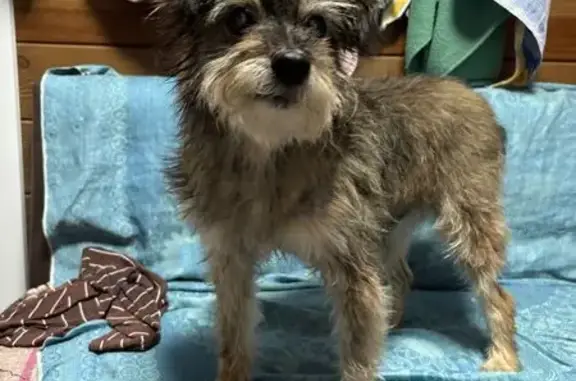 Найдена собака, Алтайский край, фото: Найдена собака в с. Малоенисейское