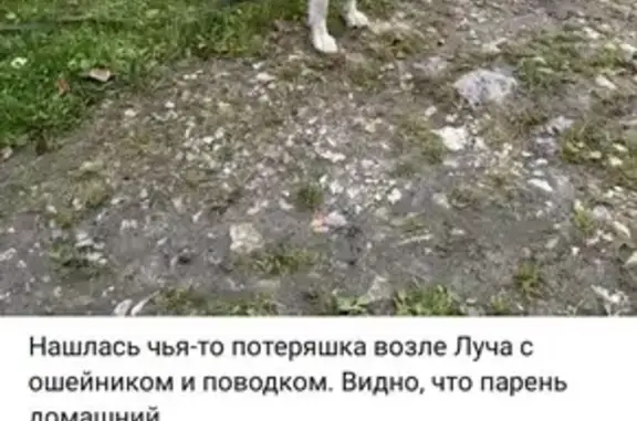 Пропала лайка, Унеча, Брянская обл.