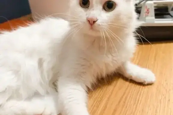 Кошка найдена: ул. Алексеева, 25, Крск