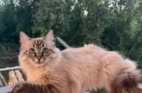 Кошки потеряшки, Пенза, фото: Потеряшка кошка, ул. Гладкова, 11, Пенза