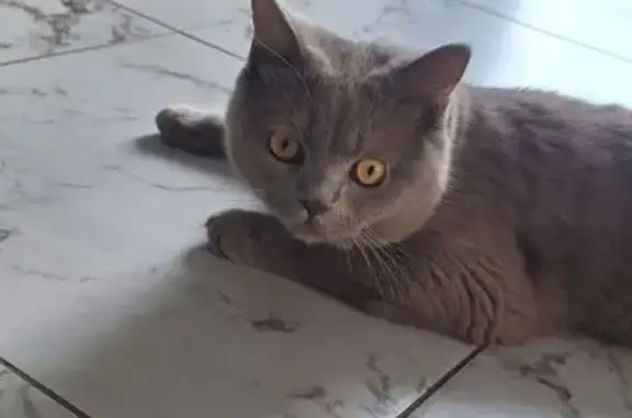 Пропала кошка на ул. Есенина, Новотитаровская.