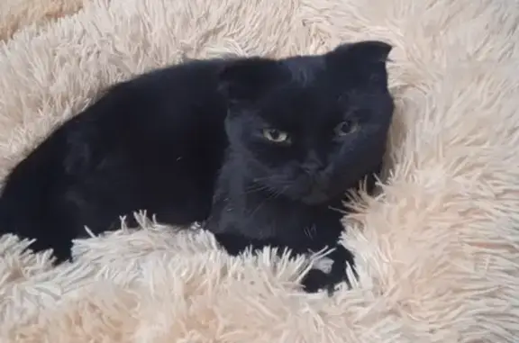 Найдена кошка, Астрахань, фото: Кошка найдена: Балаковская ул, 23, Астрахань