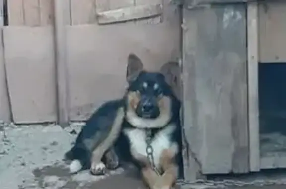 Собаки потеряшки, Белебей, фото: Потеряшка собака, Пролетарская 81, Белебей