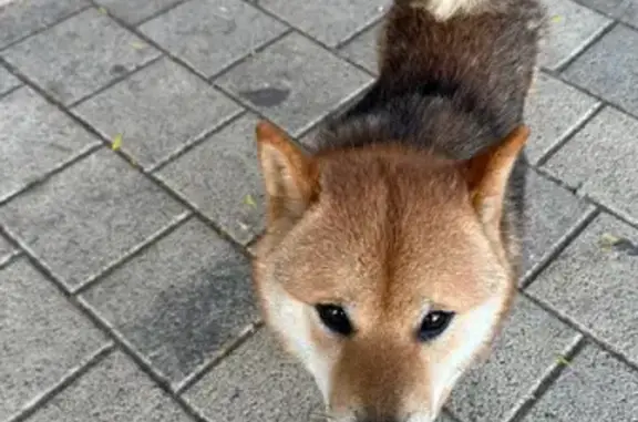 Сиба Ину найдена на Красных Партизан