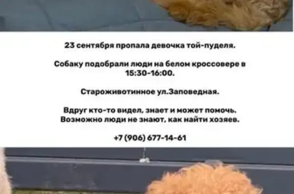 Пропала собака, Заповедная ул., Староживотинное