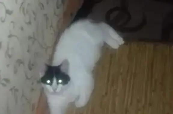 Кошки потеряшки, Кировград, фото: Потеряшка кошка, ул. Дзержинского 7А, Кировград