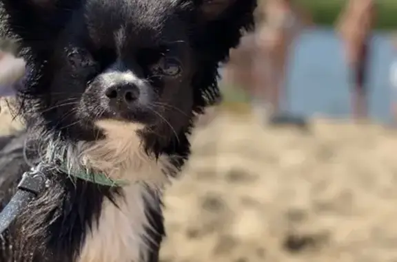 Пропала чихуахуа в с. Черноречье