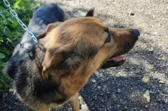 Найдена собака, Санкт-Петербург, фото: Найдена ласковая собака, Шафировский пр.