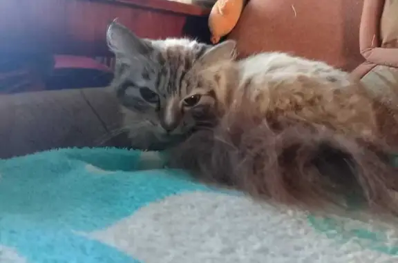 Найдена кошка, Кемерово, фото: Кошка найдена: Пионерский б-р, 14, Кемерово