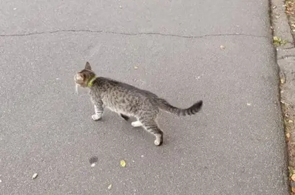 Кошка найдена: пр. Кузнецова, 32, СПб