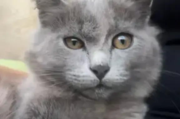 Пропала кошка, Егорьевск, МО