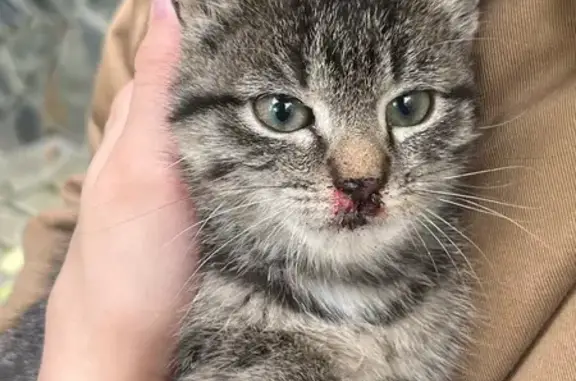 Найдена кошка, , фото: Кошка найдена, ул. Карла Маркса 267, Ижевск