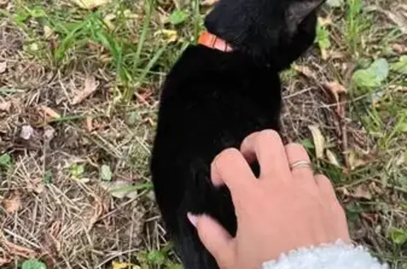 Найдена черно-белая кошка, ТТК, Москва