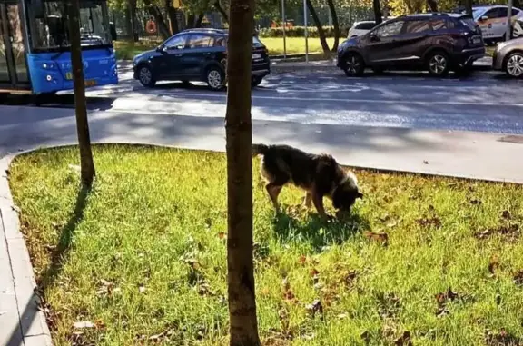 Собака найдена: Электролитный пр., Москва