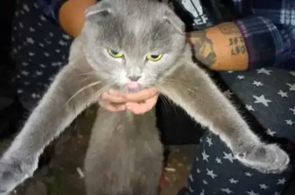 Найдена кошка, Тамбов, фото: Кошка найдена на Кронштадтской, Тамбов