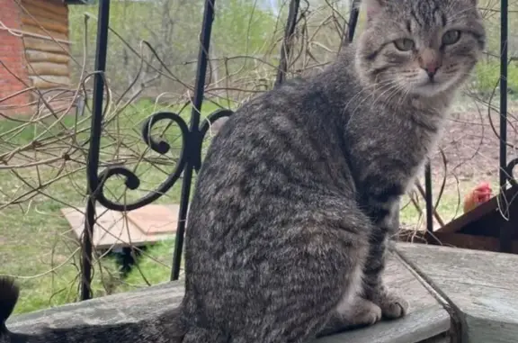 Кошки потеряшки, Йошкар-Ола, фото: Потеряшка кошка, Звёздная ул., Йошкар-Ола