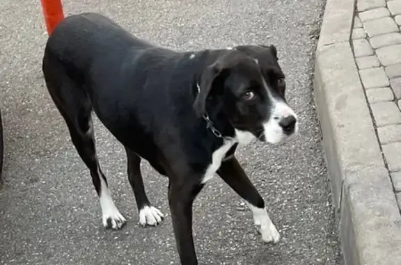 Собака найдена в ЖК Империал, ул. Лаврова