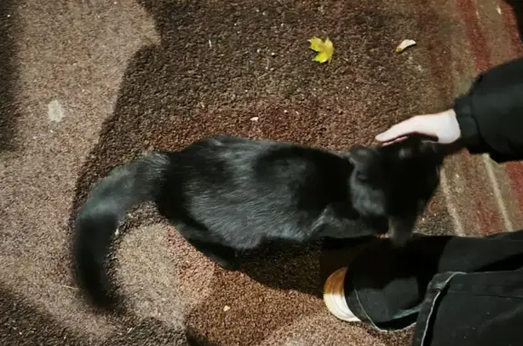 Кошка найдена: Мещёрский пер., 6, Москва