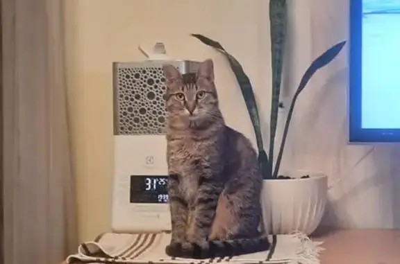 Кошки потеряшки, Пенза, фото: Потеряшка кошка на ул. Лозицкой, 1, Пенза