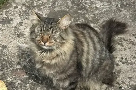 Найдена кошка, Кульчаны, фото: Кошка найдена: Осинники, Сосновка
