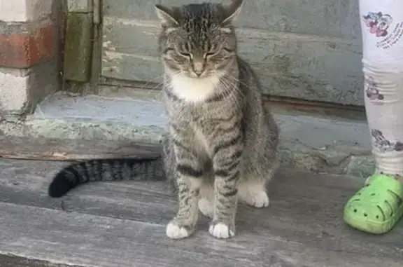 Кошки потеряшки, Рязанская область, фото: Потеряшка кошка, Дубровическое, Рязань