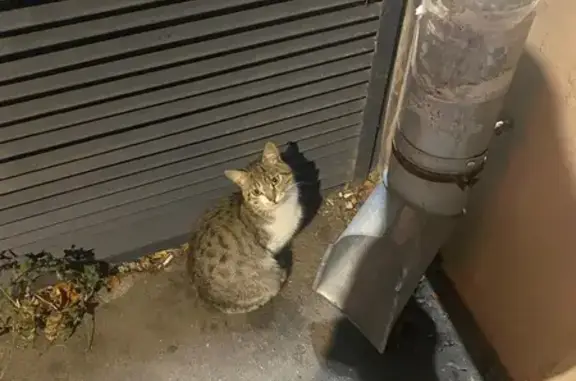 Найдена кошка, Казань, фото: Кошка найдена у магазина на Белинского 8