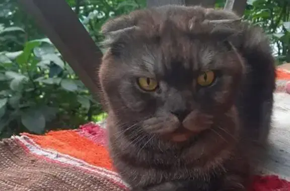 Кот найден на Каменская ул., 91, Каменка