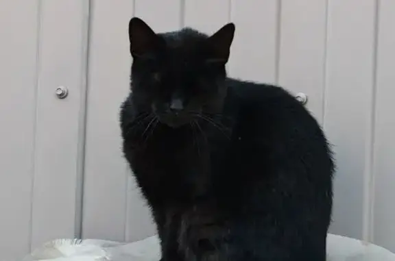 Чёрный кот найден, Туристская ул., СПб