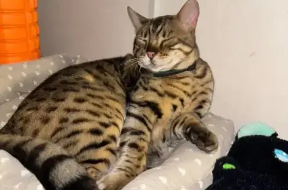 Кошки потеряшки, Чердаклы, фото: Потеряшка кошка, ул. Кирова 13, Чердаклы