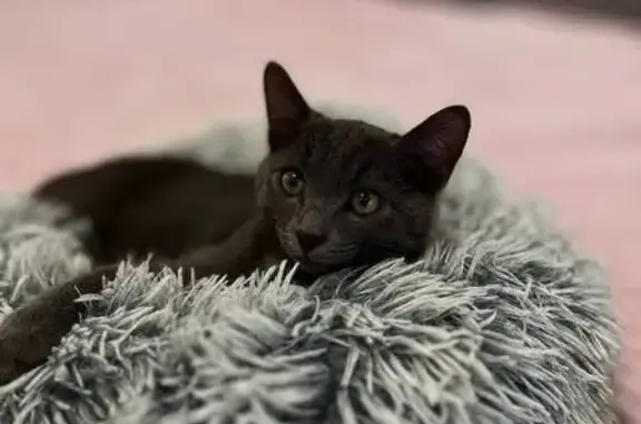 Пропала серая кошка, ул. Кузнецова, 8