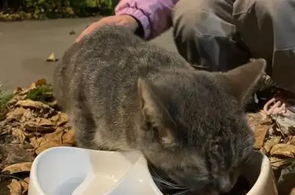 Найдена кошка, Жуковский, фото: Кошка найдена: ул. Серова, 20, Жуковский