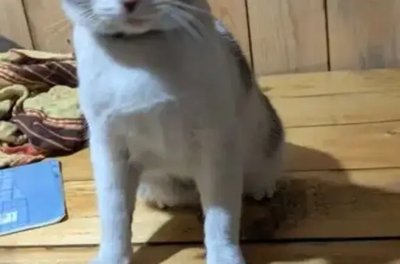 Найдена кошка, Новосибирск, фото: Кошка найдена: Читинская ул., Новосибирск