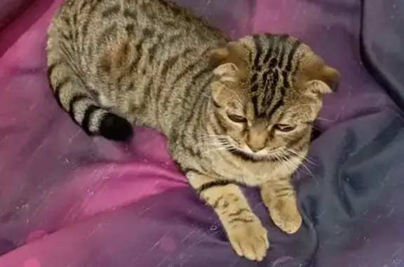 Найдена кошка, Чебоксары, фото: Найдена кошка, Чебоксары, Хевешская 15