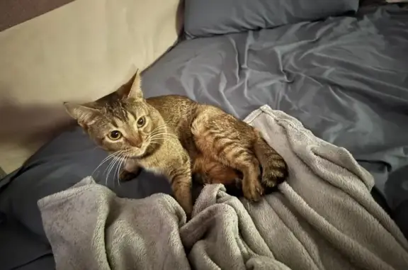 Кошки потеряшки, Ульяновск, фото: Потеряшка кошка, ул. Пожарского 8, Ульяновск