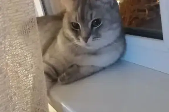 Кошки потеряшки, Челябинск, фото: Потеряшка кошка, Пионерская 8, Челябинск